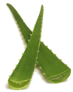 aloe-vera-page.jpg