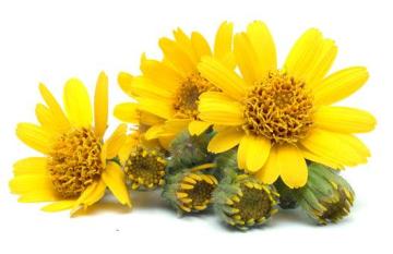 arnica-montana-flower-photo-page.jpg