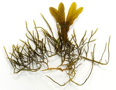 bladderwrack-photo-page.jpg