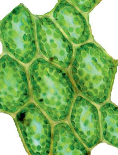 chlorophyll-photo-page.jpg