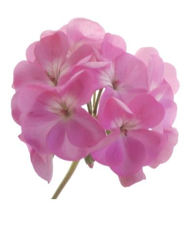 geranium-flower-photo-page.jpg