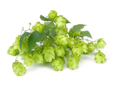 hops-photo-page.jpg