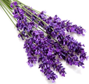 lavender-page.jpg