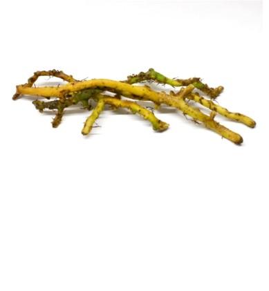 licorice-root-photo-page.jpg