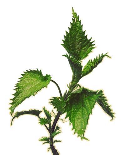 nettle-photo-page.jpg