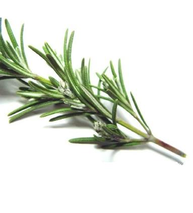 rosemary-photo-page.jpg