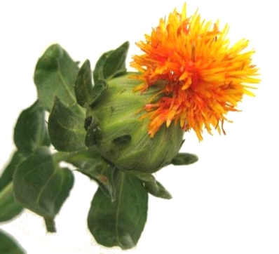 safflower-photo-page.jpg