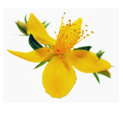 st-johns-wort-photo-page.jpg