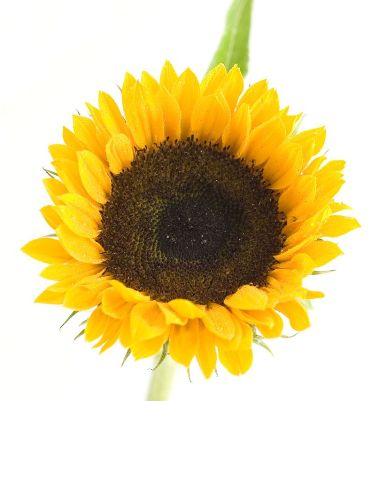 sunflower-photo-page2.jpg