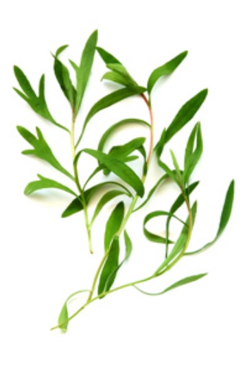 tea-tree-plant-photo-page.jpg