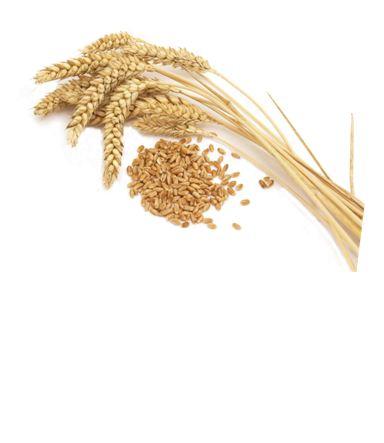 wheat-germ-photo-page.jpg